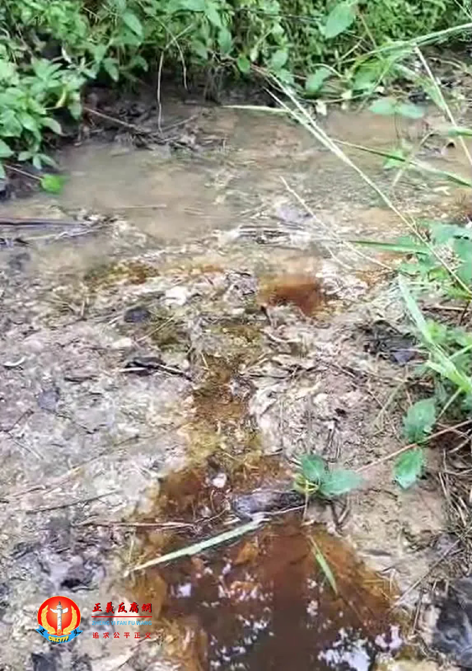 排污沟进入池塘的进水口..jpg