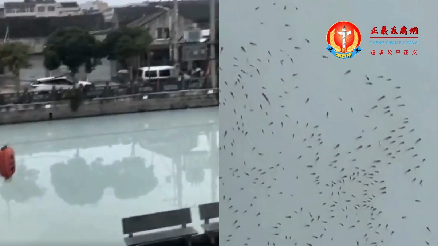 浙江瑞安一河流惊变“牛奶河”大量鱼群浮出水面